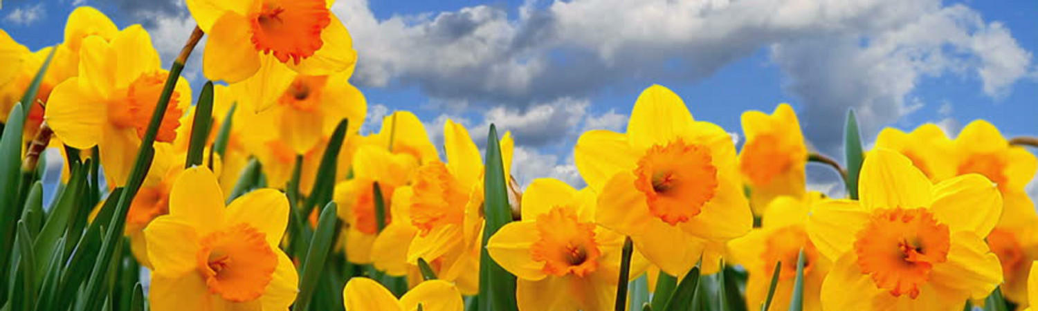 Banner photo