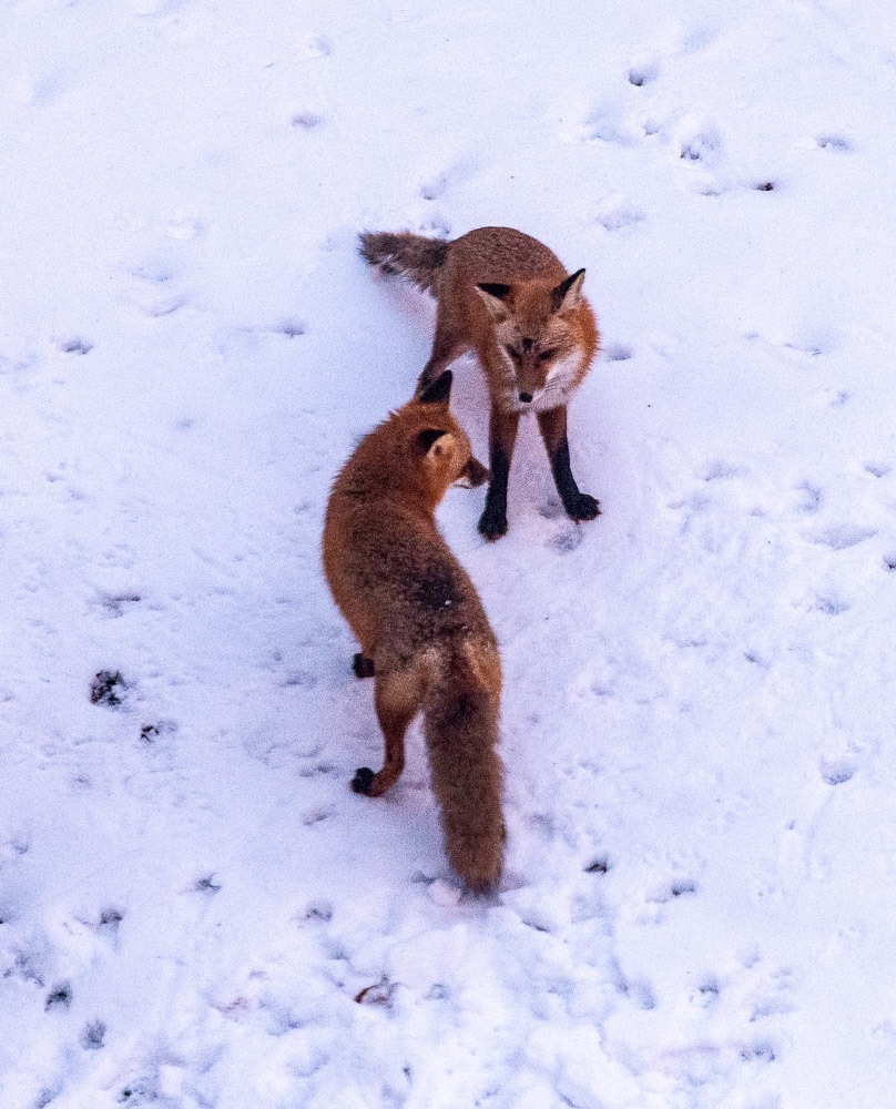 Millbrook Farms HOA in Emmaus, PA