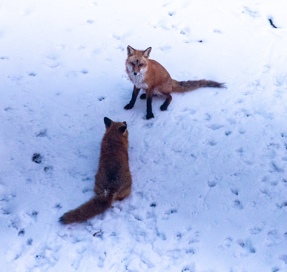 Millbrook Farms HOA in Emmaus, PA
