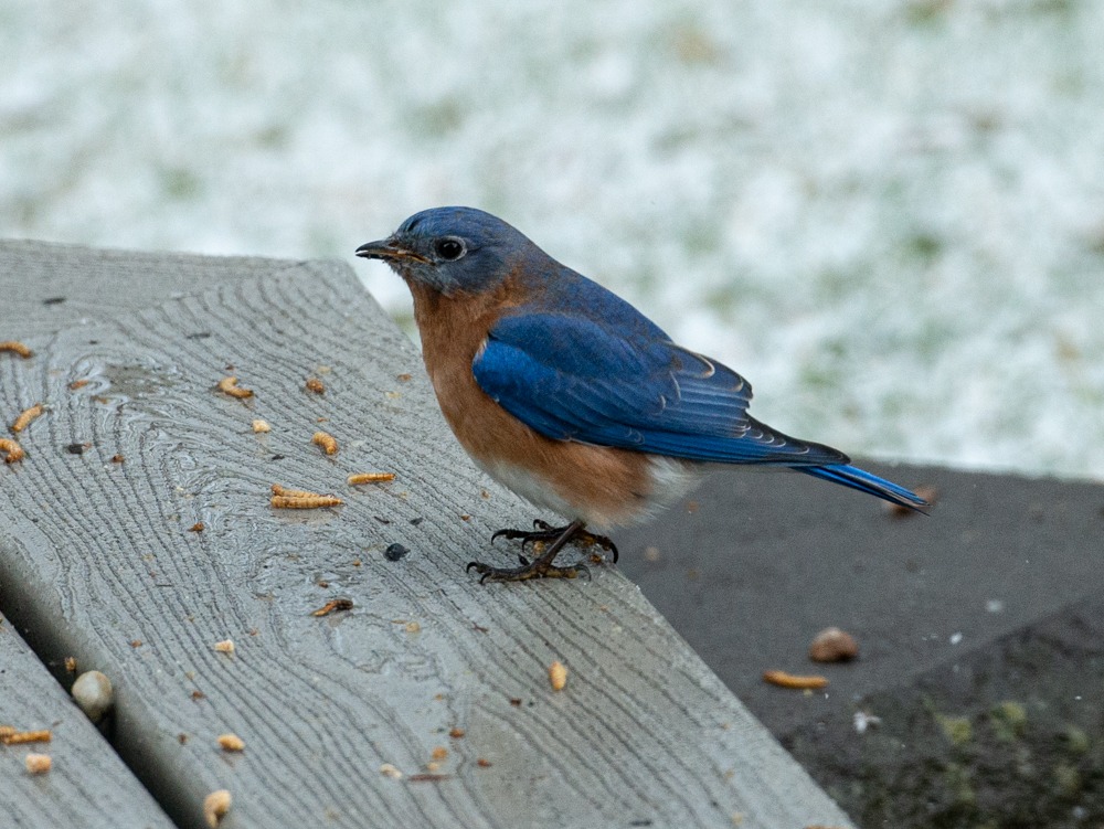 Nature Corner Bluebirds in Winter Millbrook Farms