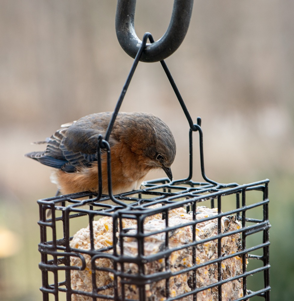 Nature Corner Bluebirds in Winter Millbrook Farms