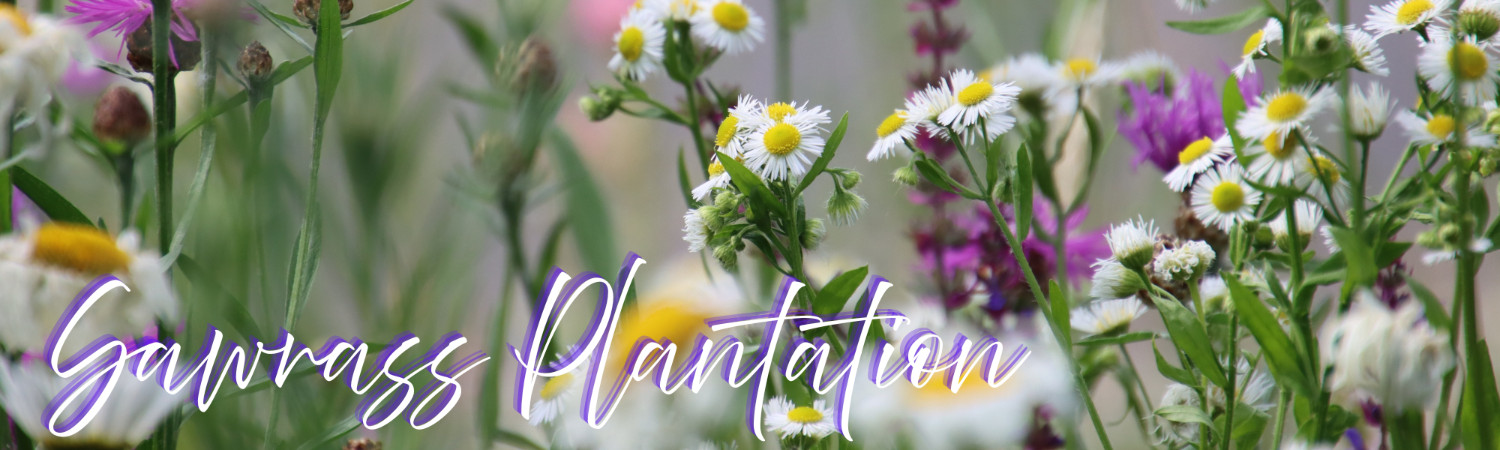 Banner photo