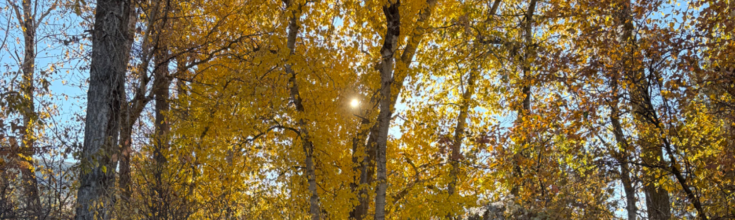 Banner photo