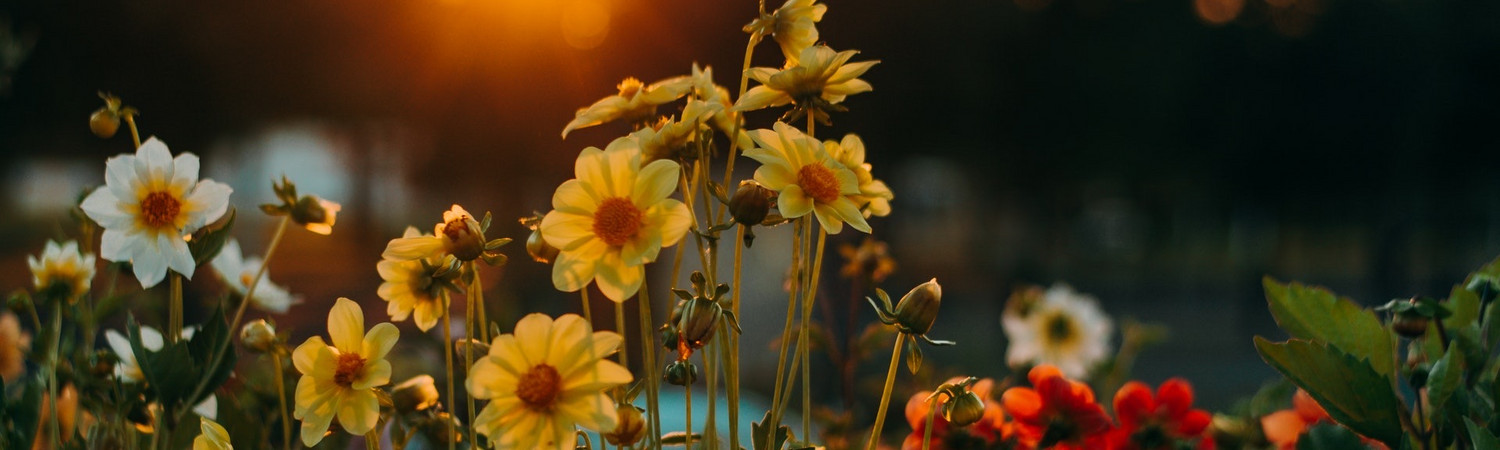Banner photo