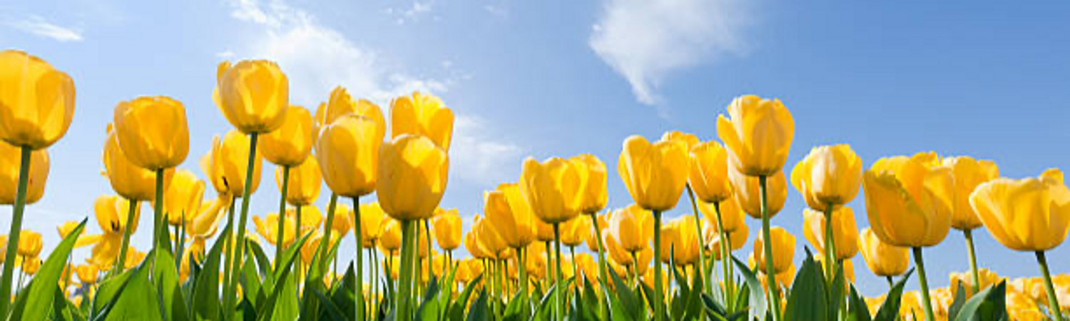 Banner photo