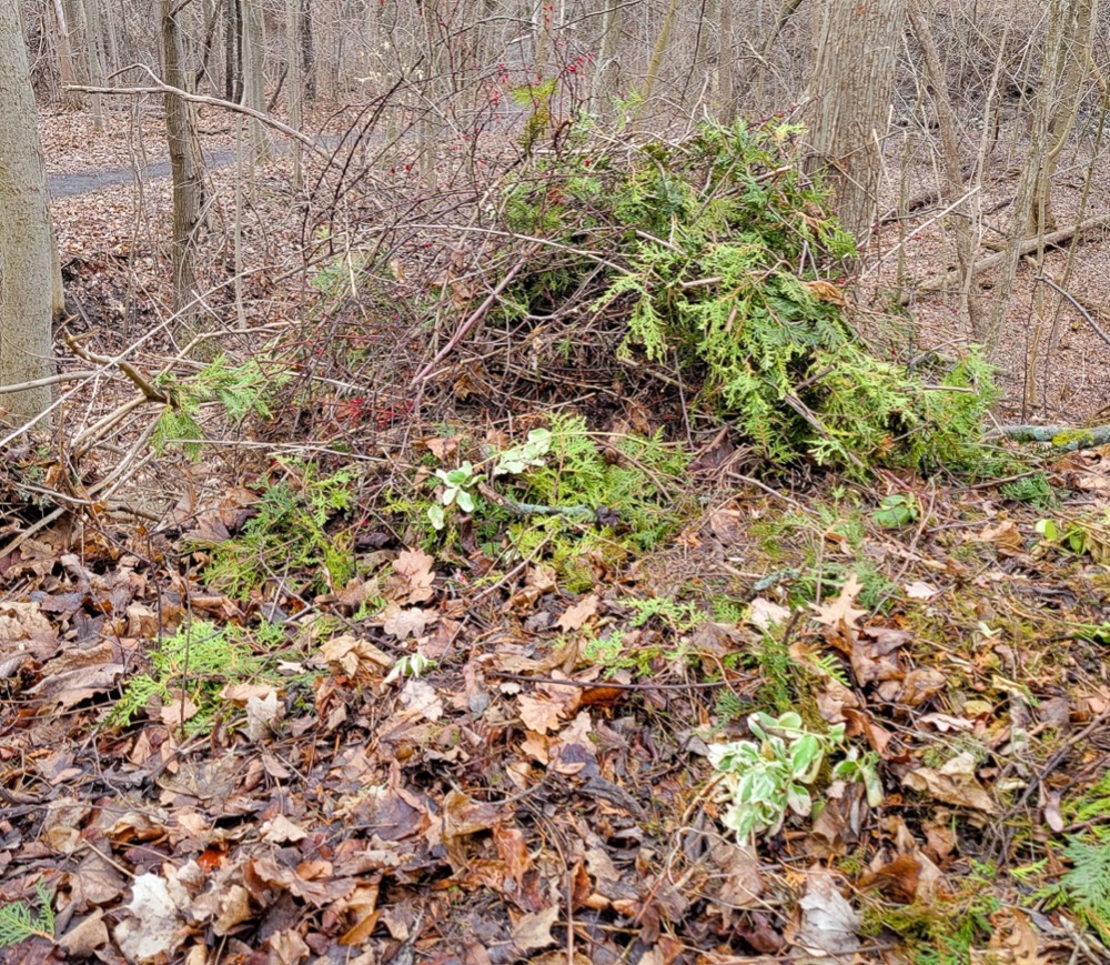 Reclaiming Ivy: A Spring Update To College Avenue Winter 2019