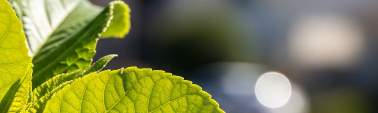 Banner photo