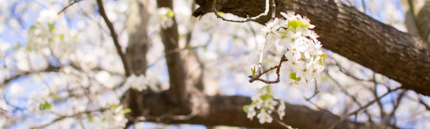 Banner photo