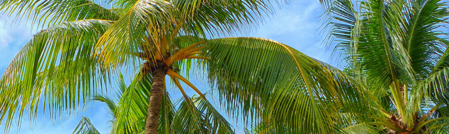Banner photo