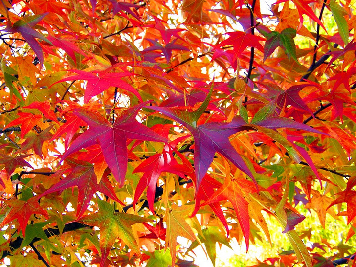 Summit Knolls Homeowners Association HOA in ster, NY