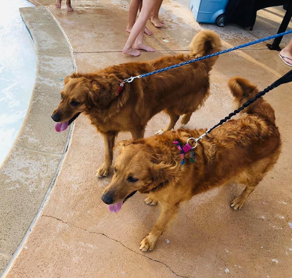 Dog Days of Summer at Iowa Cubs