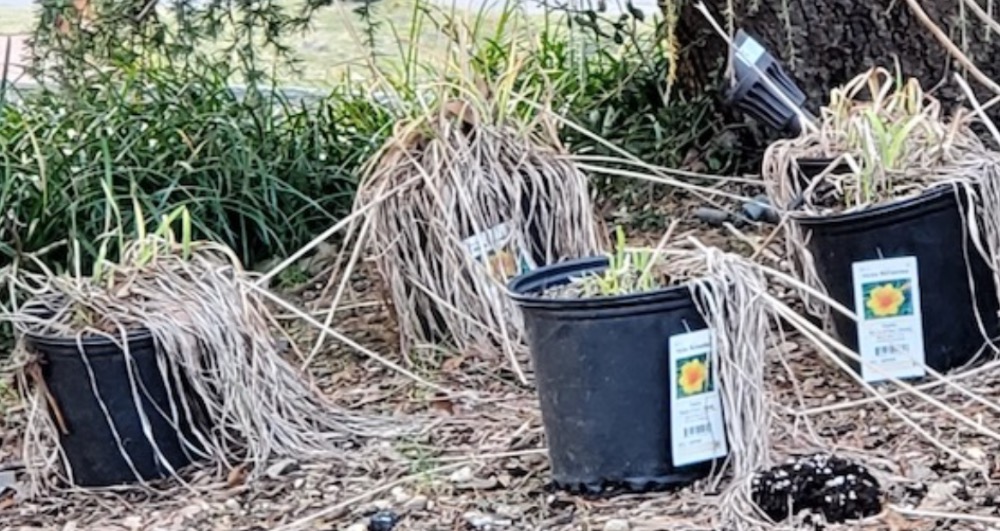 Estates II Residents Club Community in Manhasset, NY