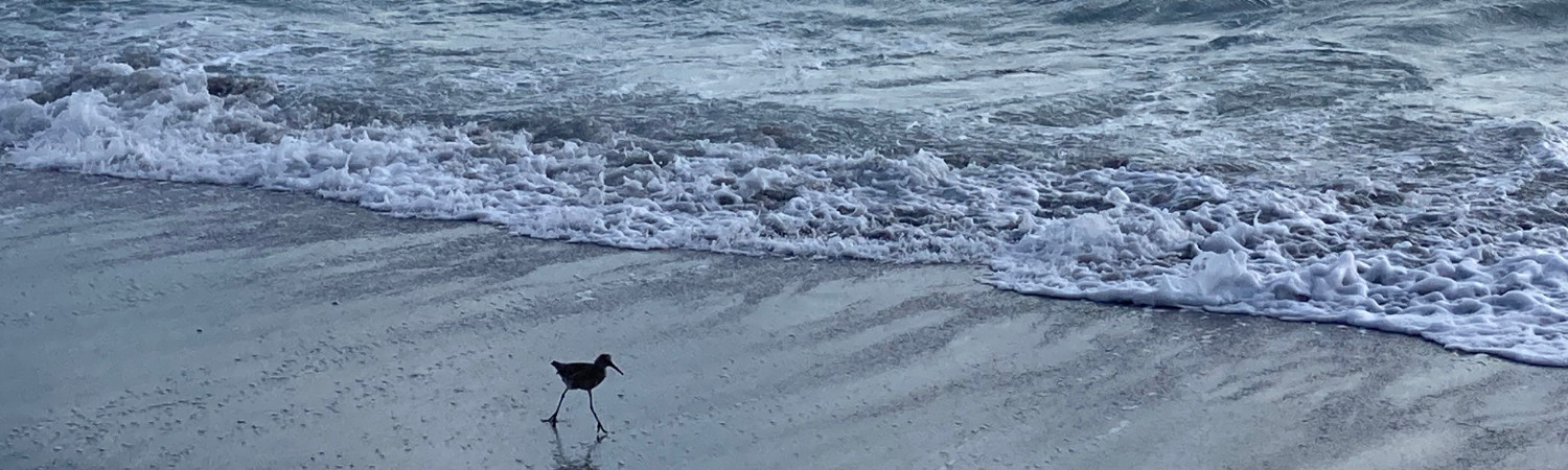 Banner photo