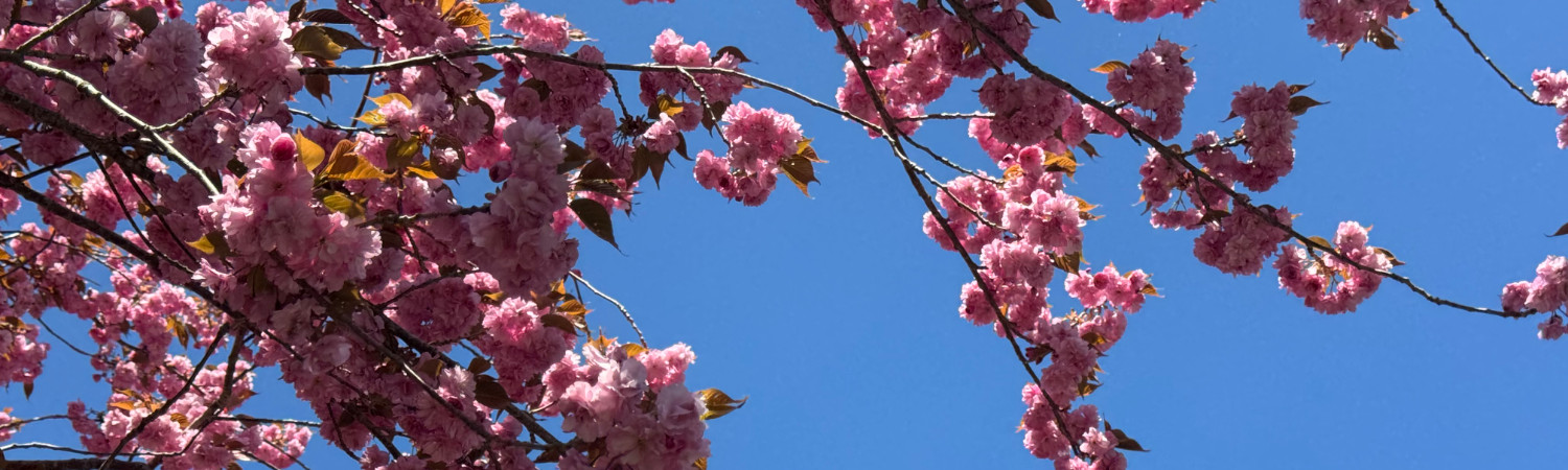 Banner photo