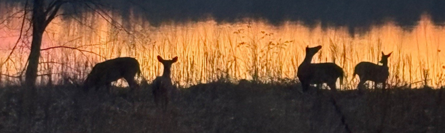 Banner photo