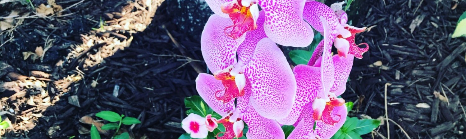 Banner photo