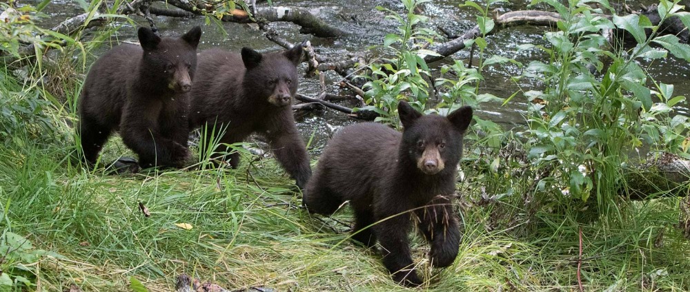 Bear Information  Laurel Valley Property Owners Association (LVPOA)